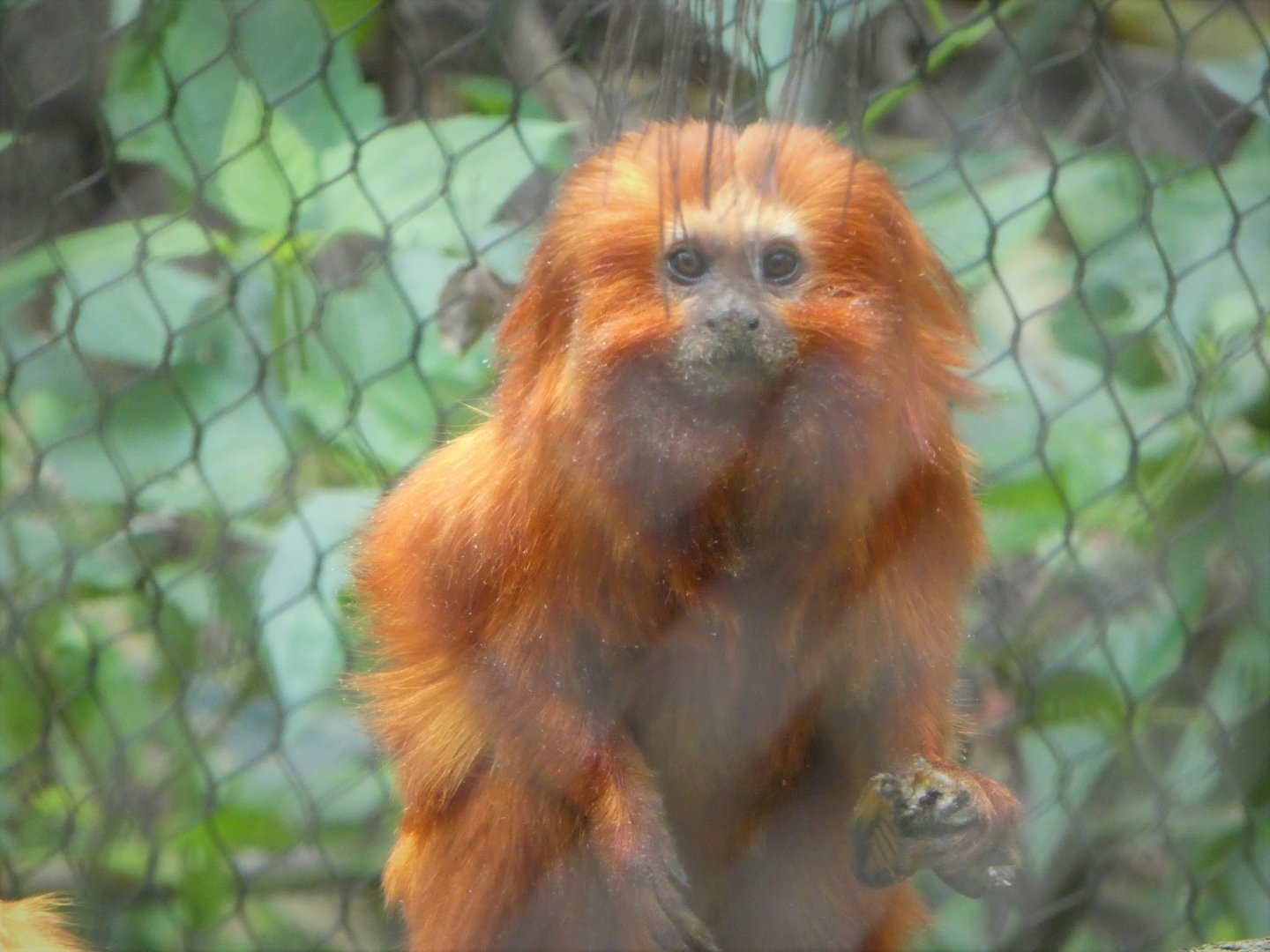 Amazon and Beyond - Cloud Forests: Islands in the Sky - Golden Lion Tamarin