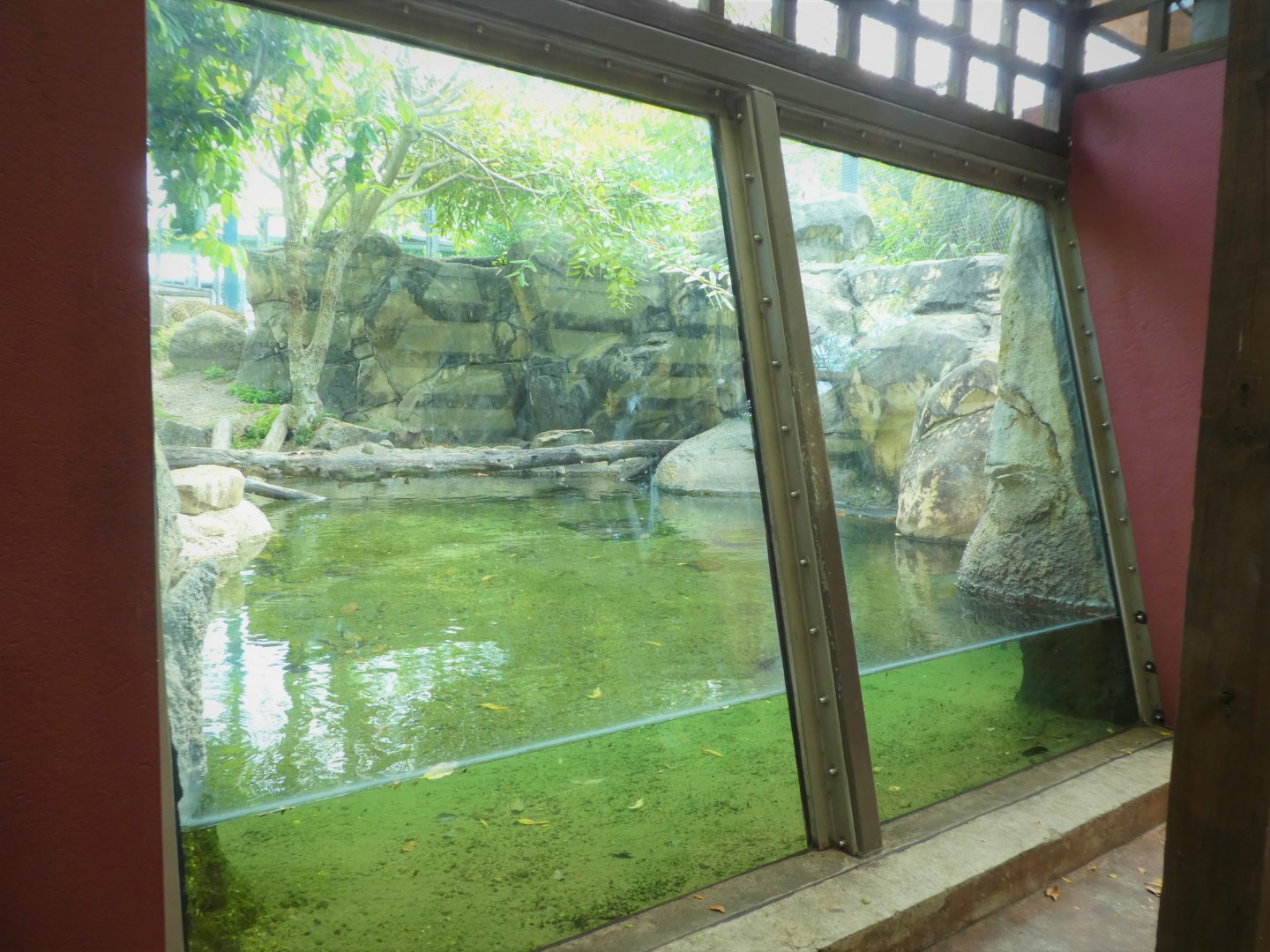 Amazon and Beyond - Cloud Forests: Islands in the Sky - Jaguar Exhibit