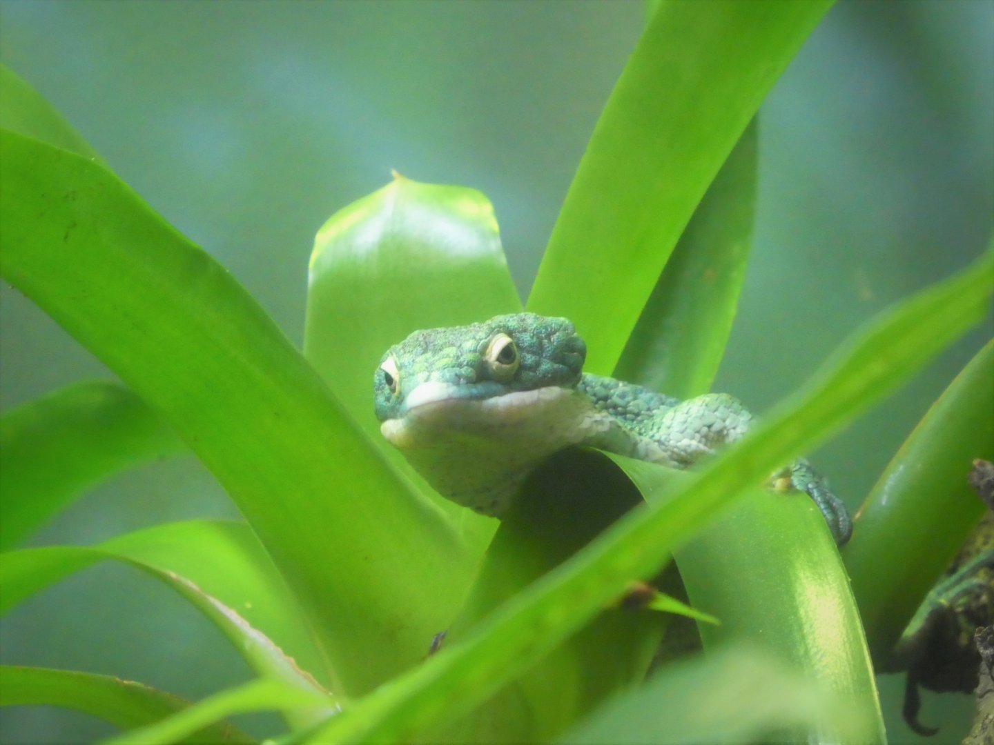 Amazon and Beyond - Cloud Forests: Islands in the Sky - Mexican Alligator Lizard