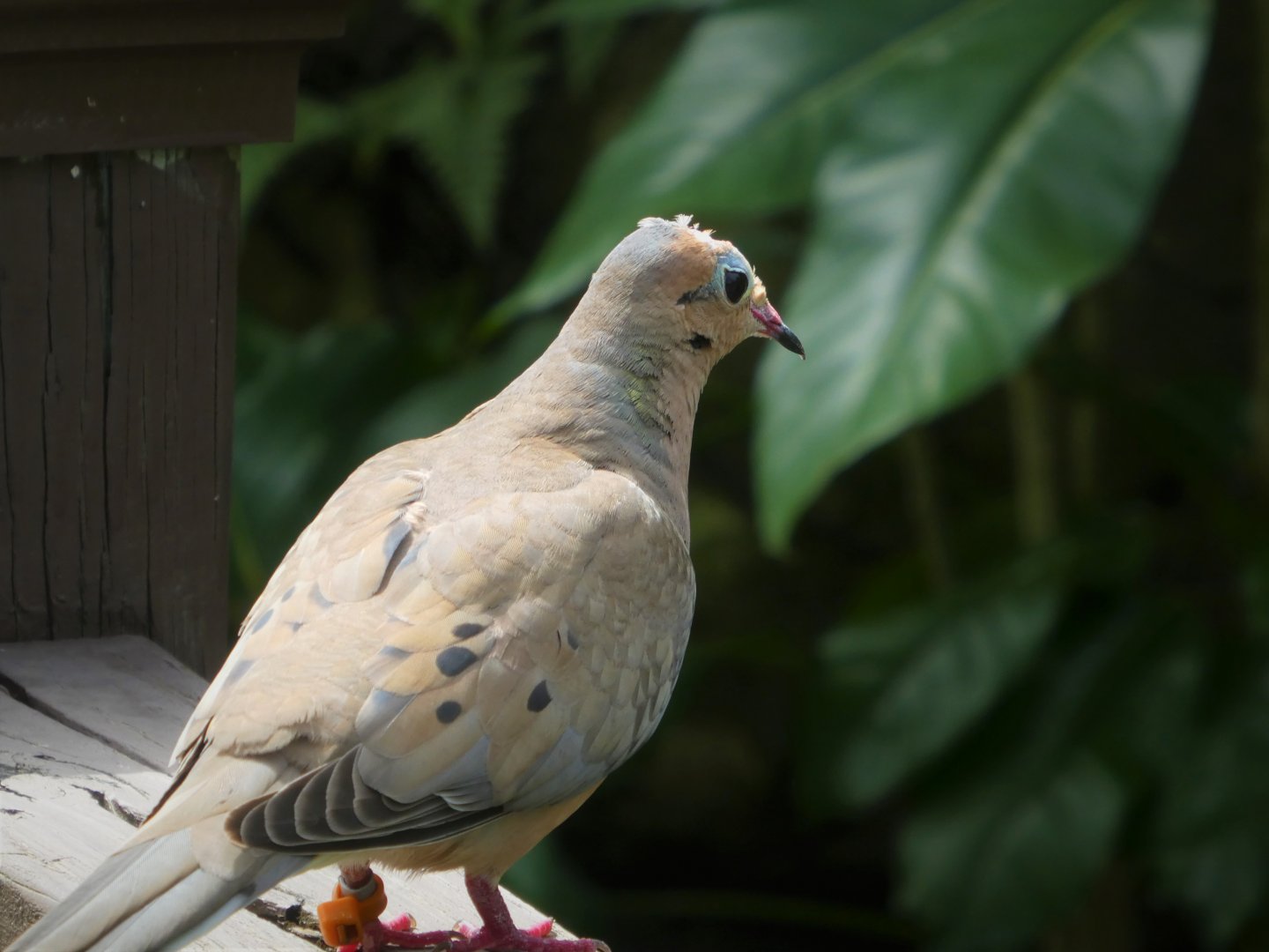 Amazon and Beyond - Cloud Forests: Islands in the Sky - Mourning Dove
