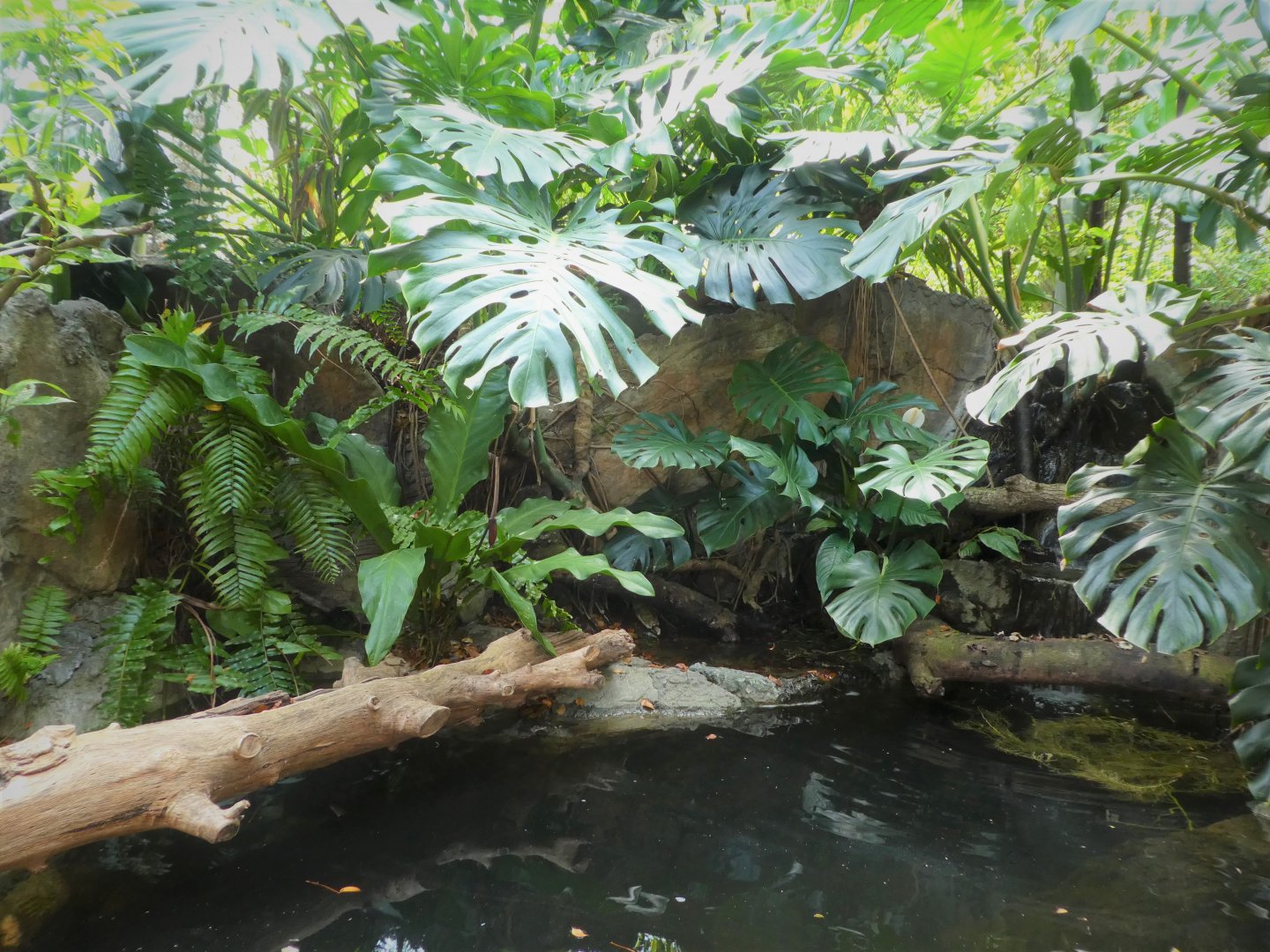 Amazon and Beyond - Cloud Forests: Islands in the Sky - Riverbank Exhibit