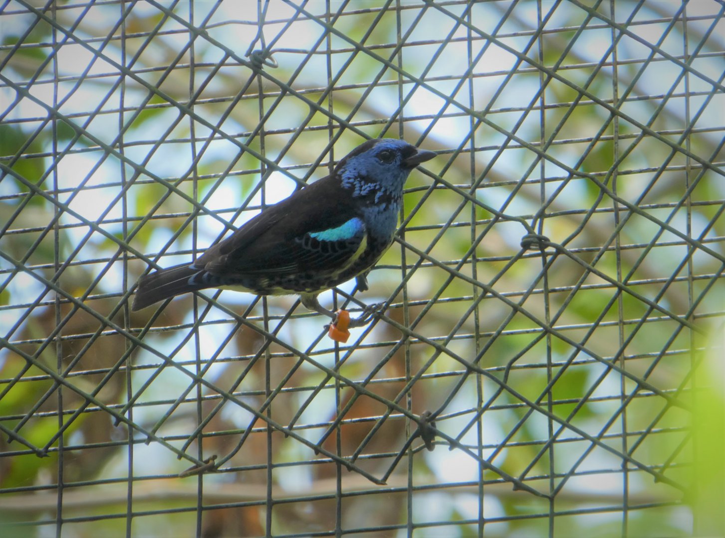 Amazon and Beyond - Cloud Forests: Islands in the Sky - Turquoise Tanager