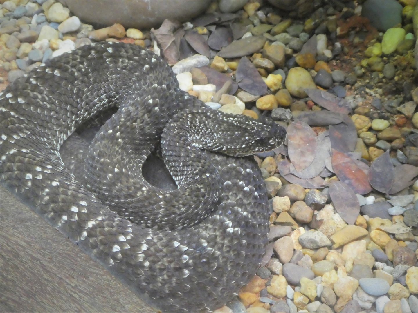 Amazon and Beyond - Cloud Forests: Islands in the Sky - Uracoan Rattlesnake