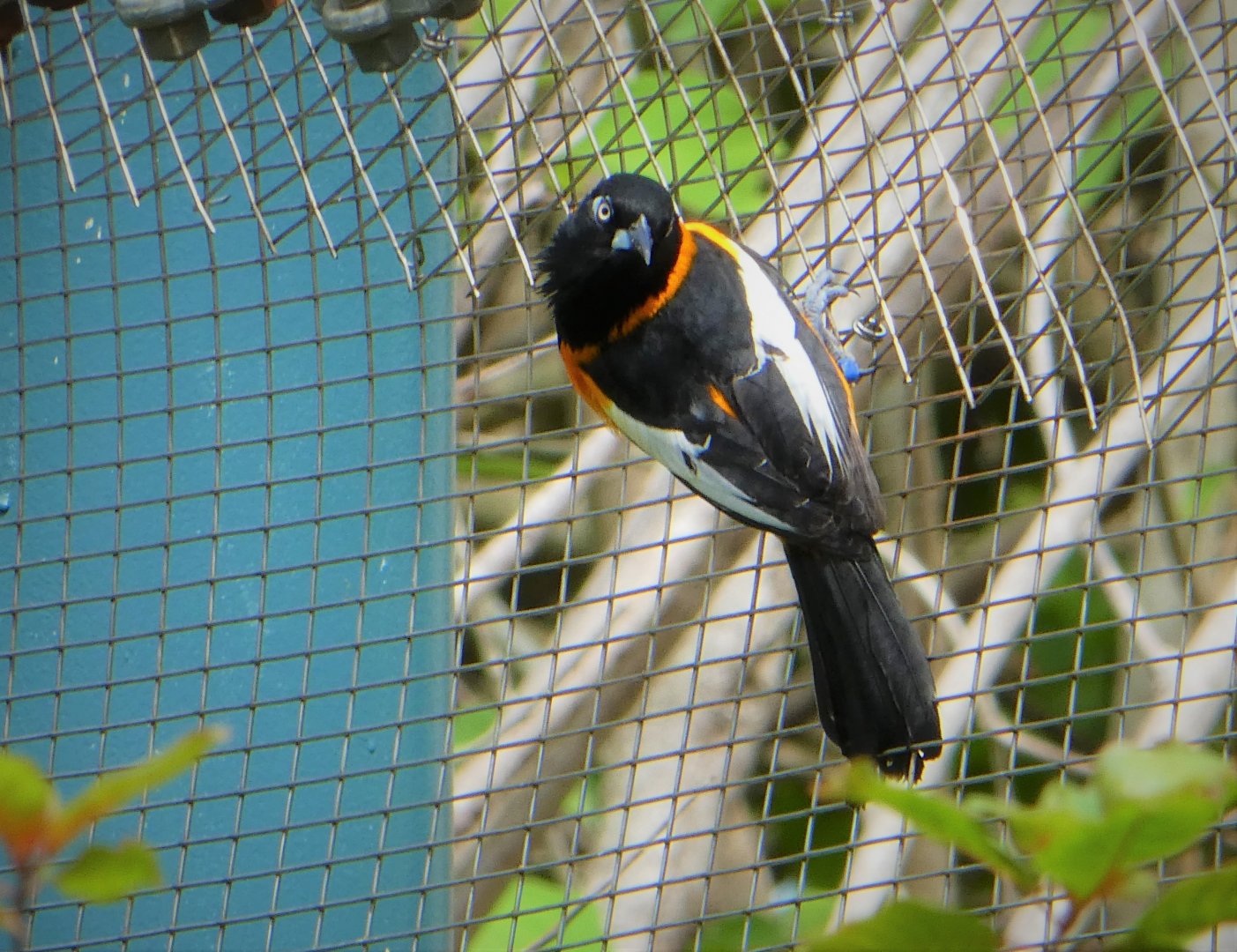 Amazon and Beyond - Cloud Forests: Islands in the Sky - Venezuelan Troupial