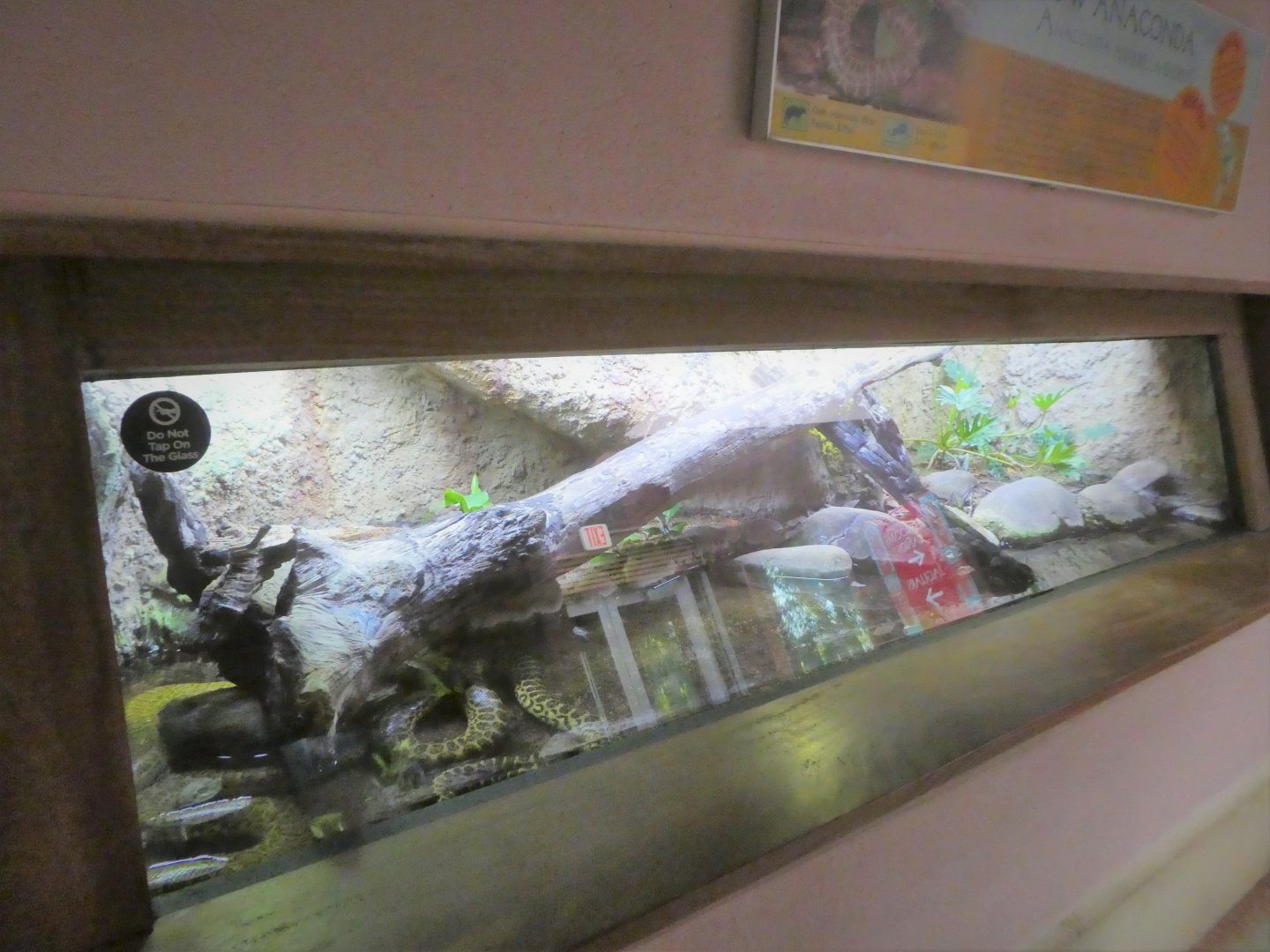 Amazon and Beyond - Cloud Forests: Islands in the Sky - Yellow Anaconda Exhibit