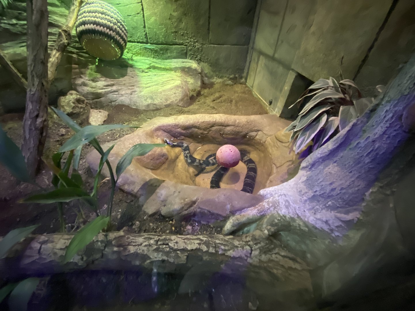 Amazon and Beyond - False water cobra exhibit 100722