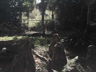 Amazon and Beyond- Giant Anteater