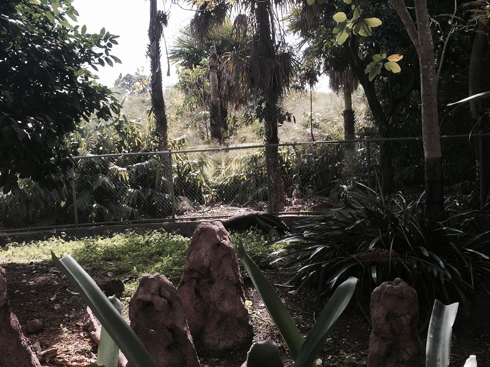 Amazon and Beyond- Giant Anteater