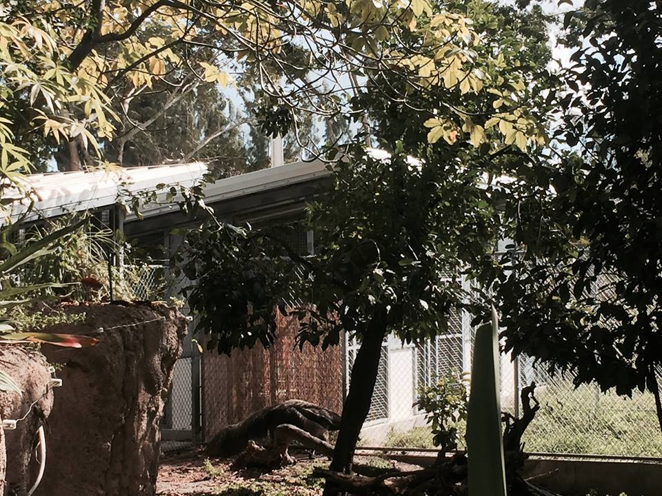 Amazon and Beyond- Giant Anteater