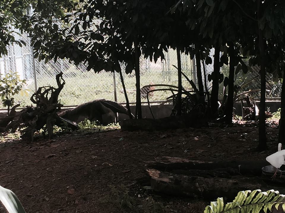 Amazon and Beyond- Giant Anteater