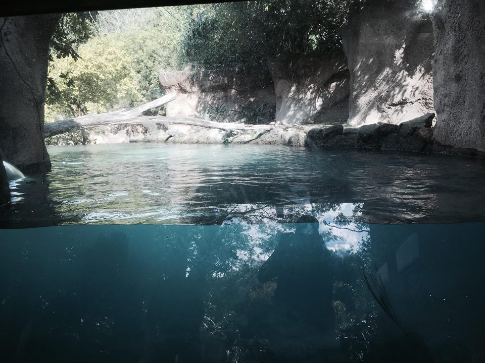 Amazon and Beyond- Giant Otter