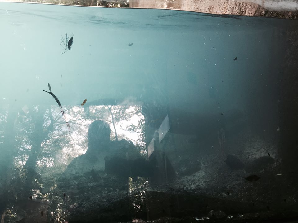 Amazon and Beyond- Giant Otter