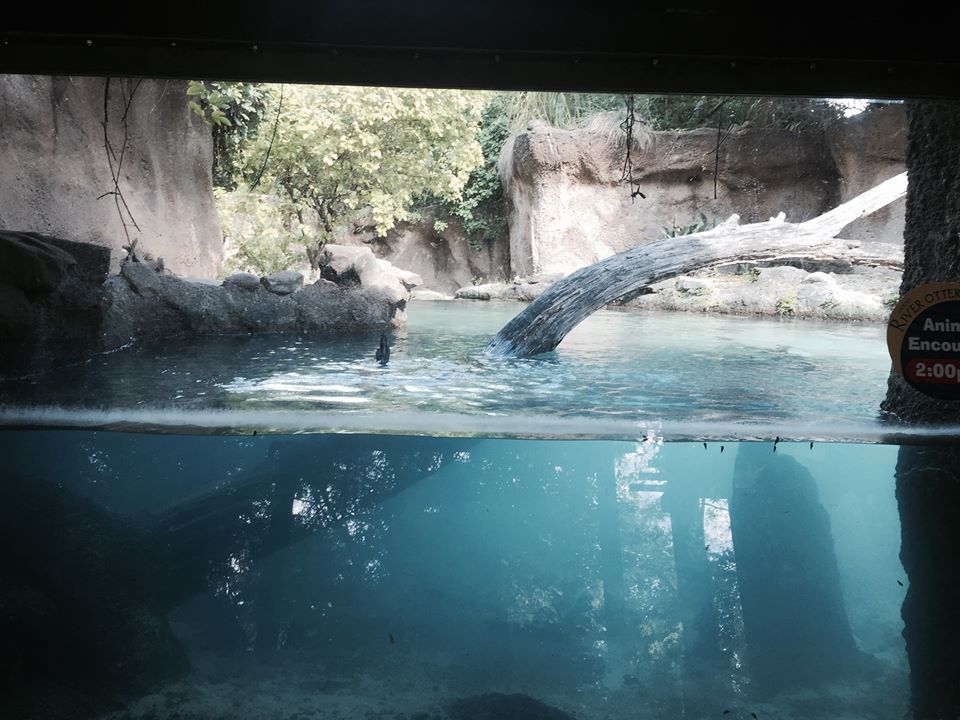 Amazon and Beyond- Giant Otter