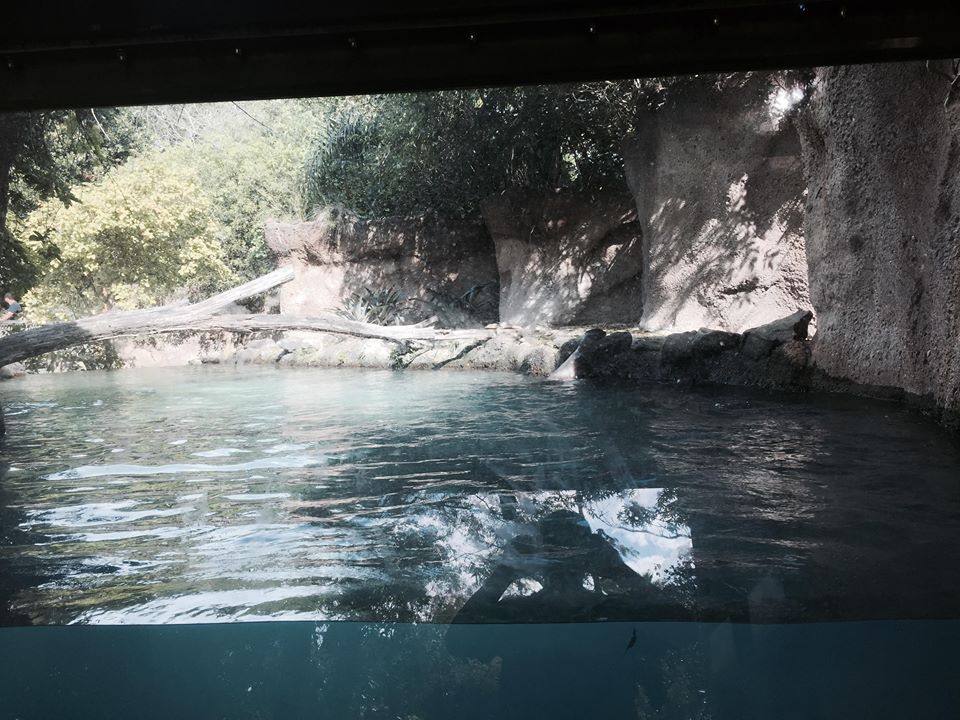 Amazon and Beyond- Giant Otter