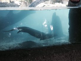 Amazon and Beyond- Giant Otter