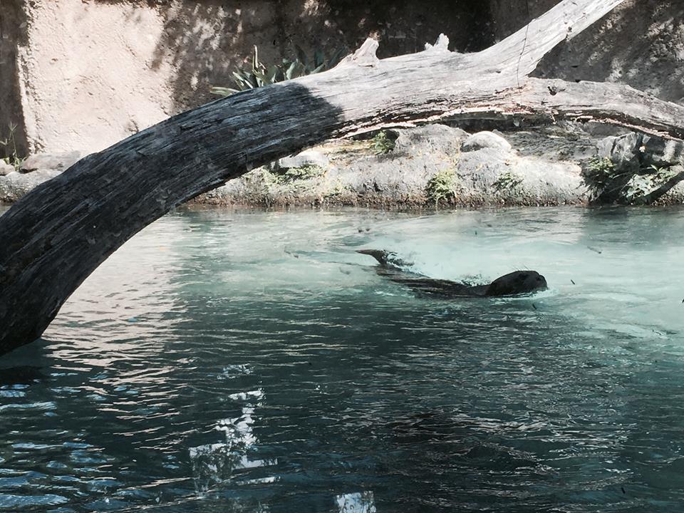 Amazon and Beyond- Giant Otter