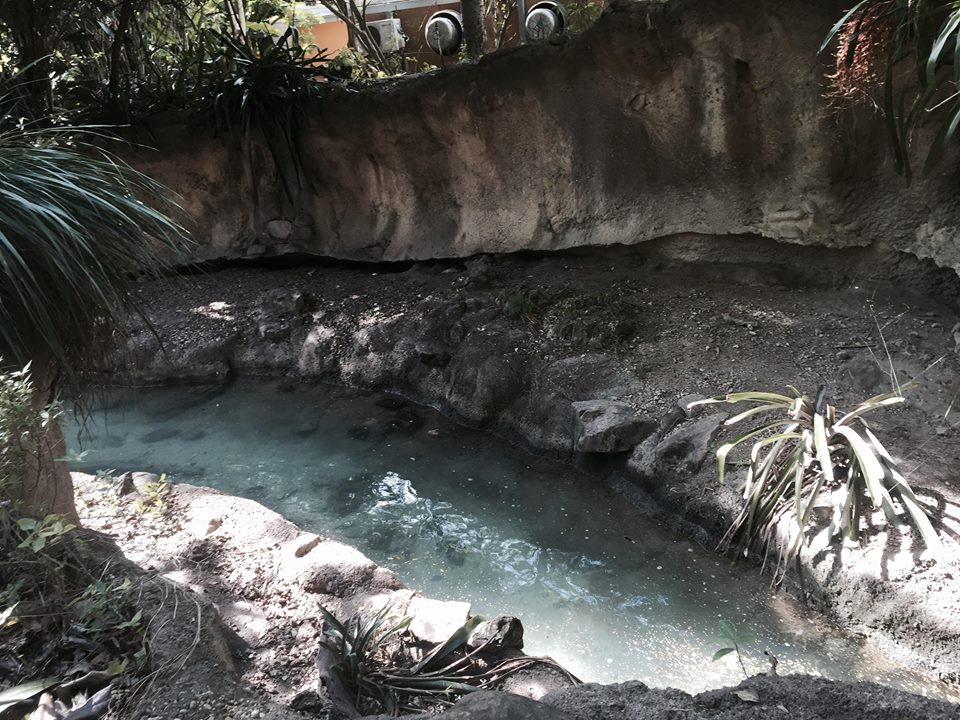 Amazon and Beyond- Giant Otter