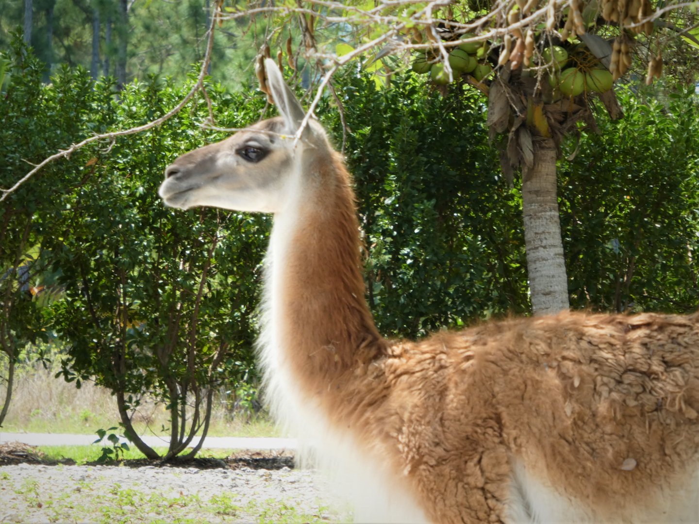 Amazon and Beyond - Guanaco