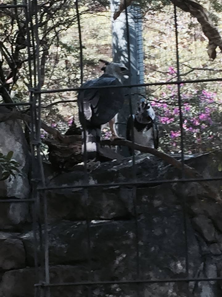 Amazon and Beyond- Harpy Eagle