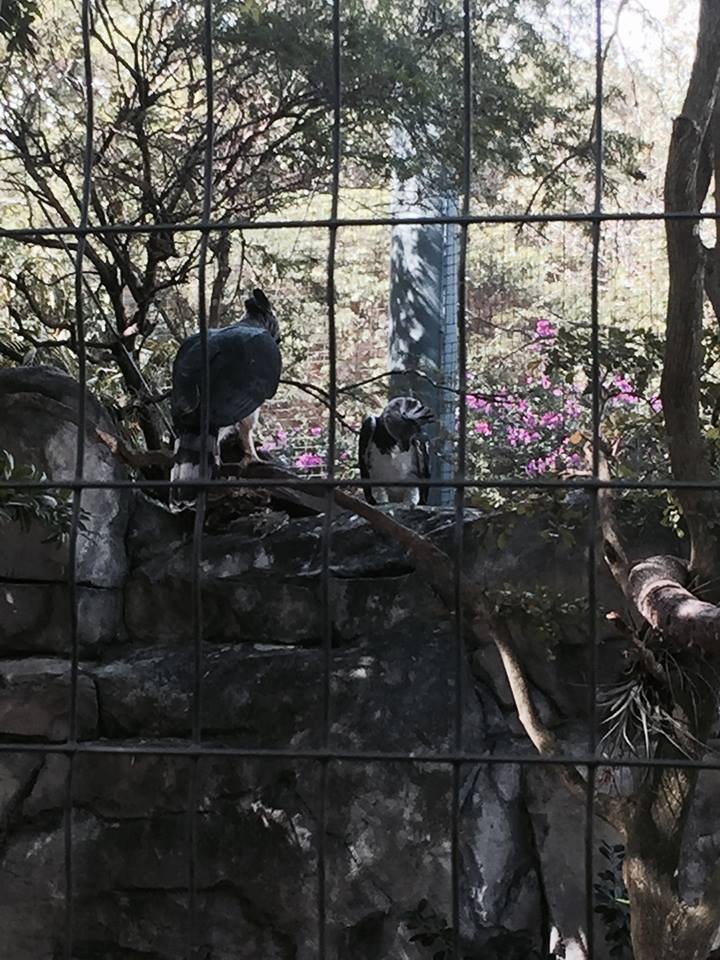 Amazon and Beyond- Harpy Eagle