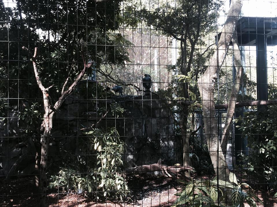 Amazon and Beyond- Harpy Eagle