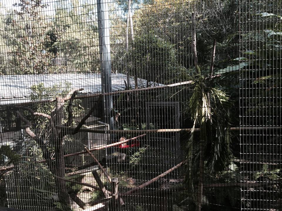 Amazon and Beyond- Howler Monkey/Squirrel Monkey