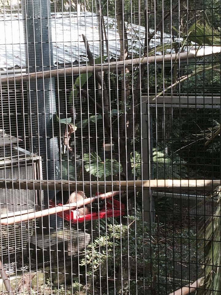 Amazon and Beyond- Howler Monkey/Squirrel Monkey