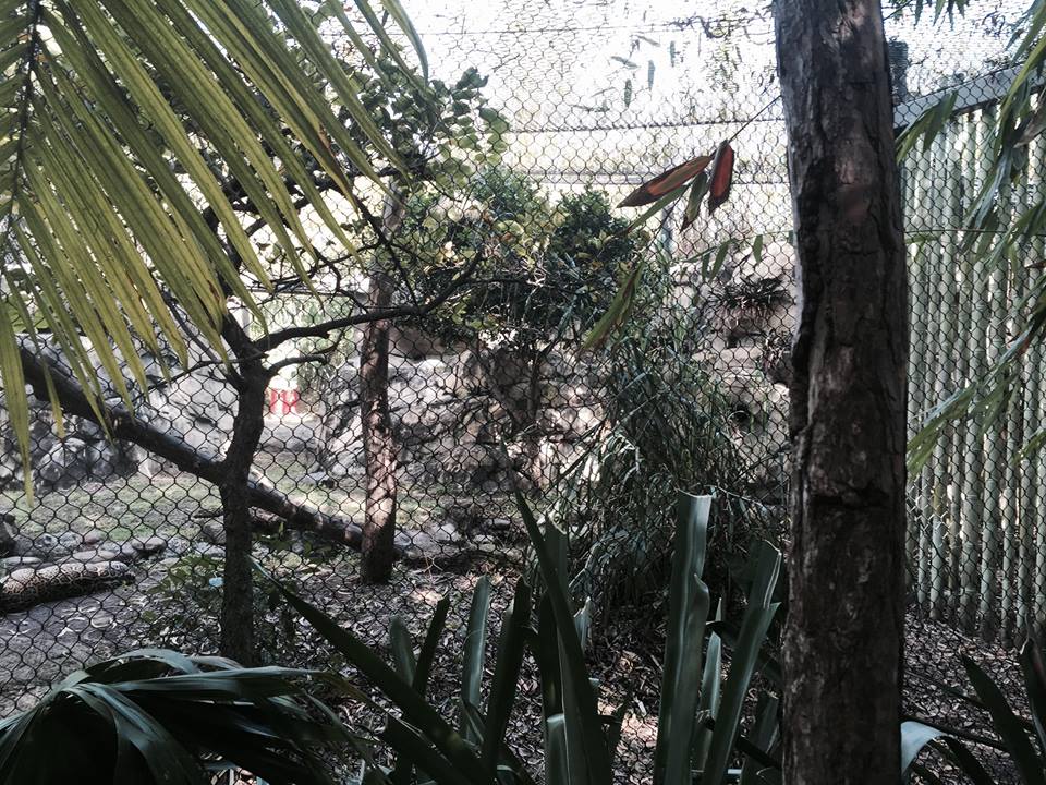 Amazon and Beyond- Jaguar