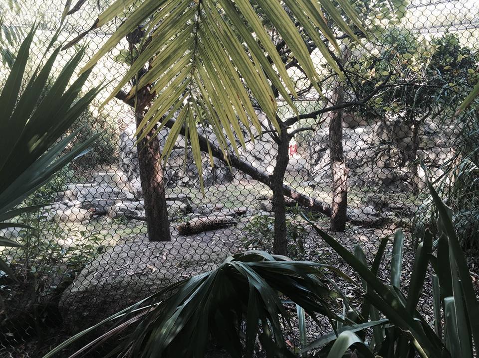 Amazon and Beyond- Jaguar