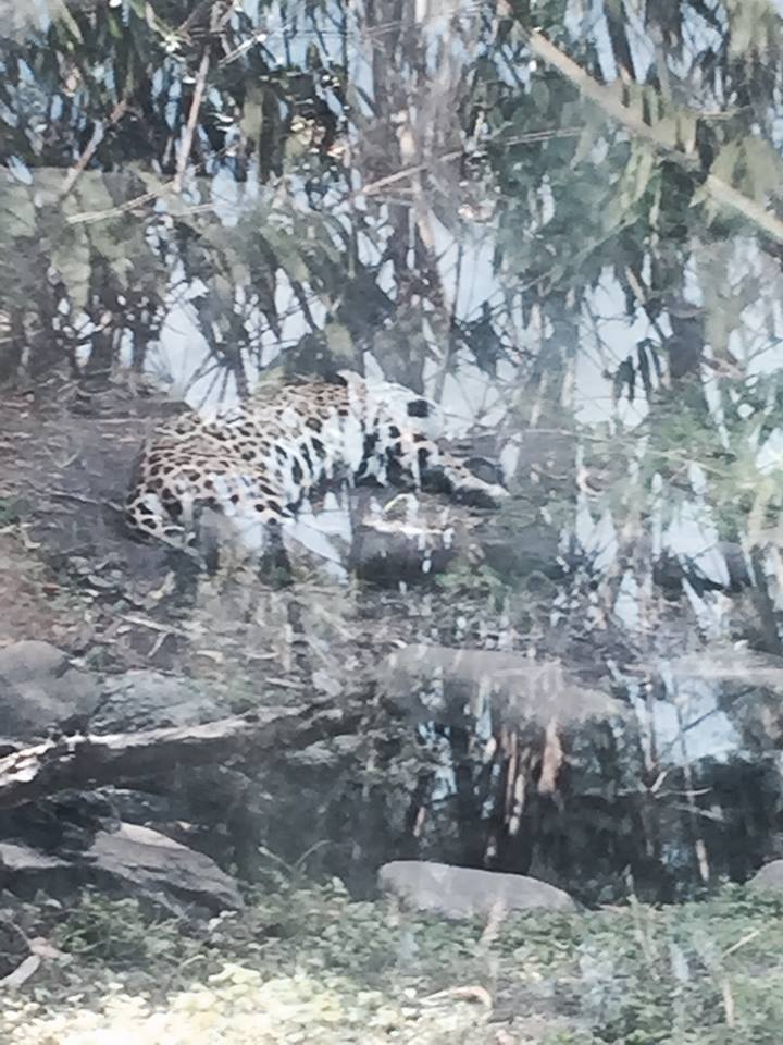 Amazon and Beyond- Jaguar