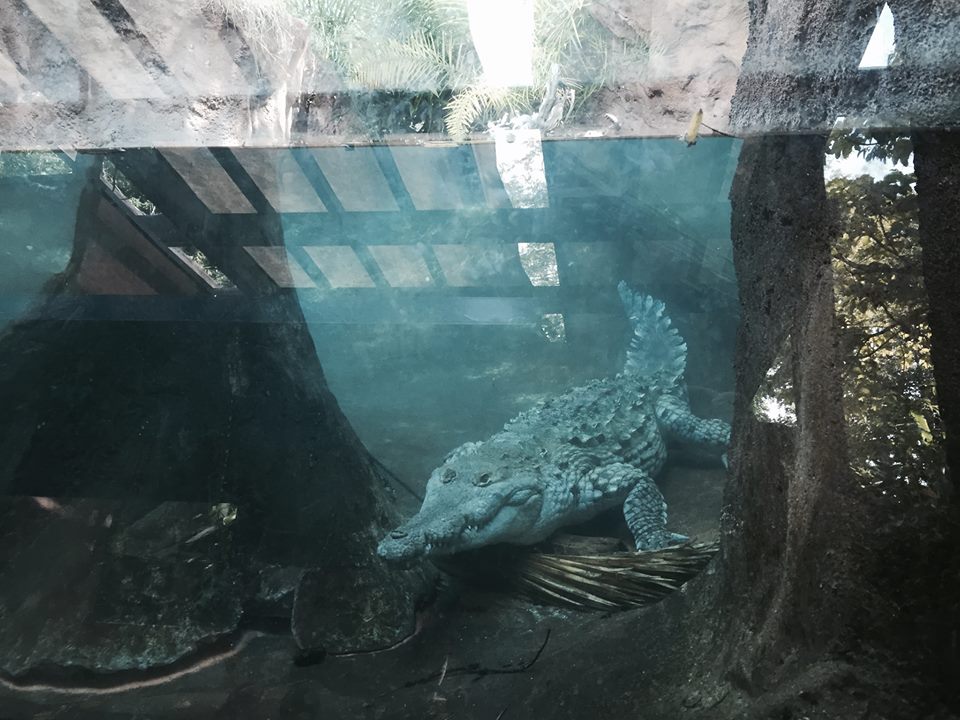 Amazon and Beyond- Orinoco Crocodile