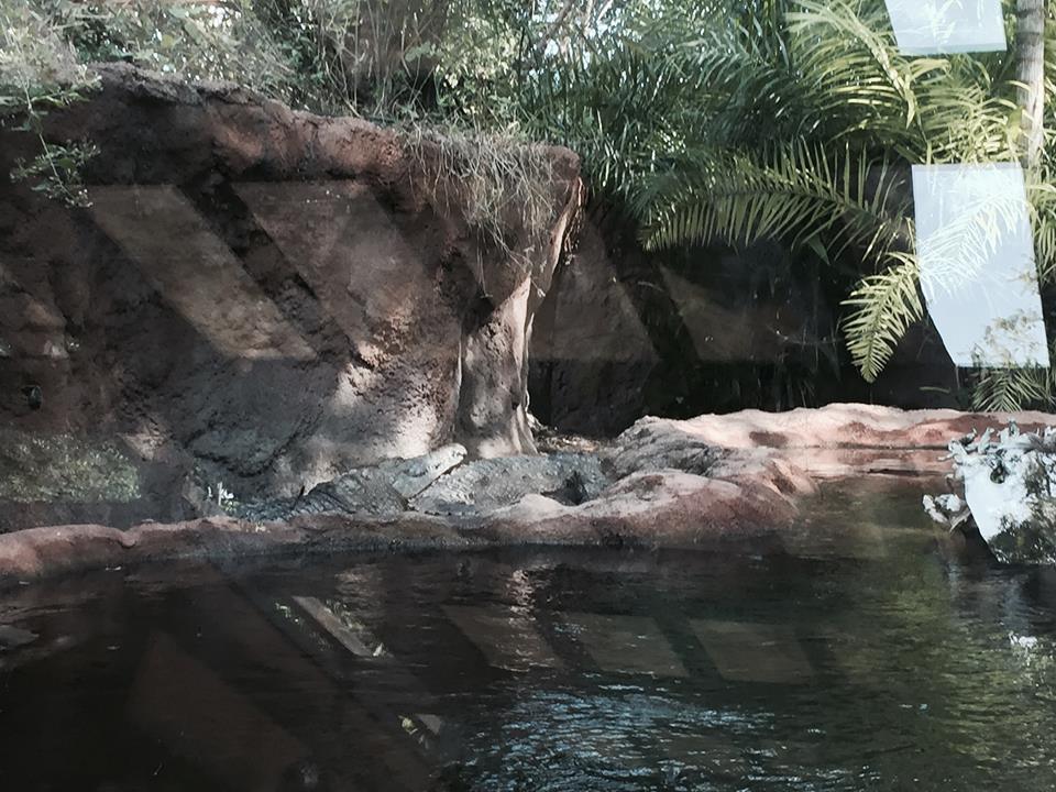 Amazon and Beyond- Orinoco Crocodile