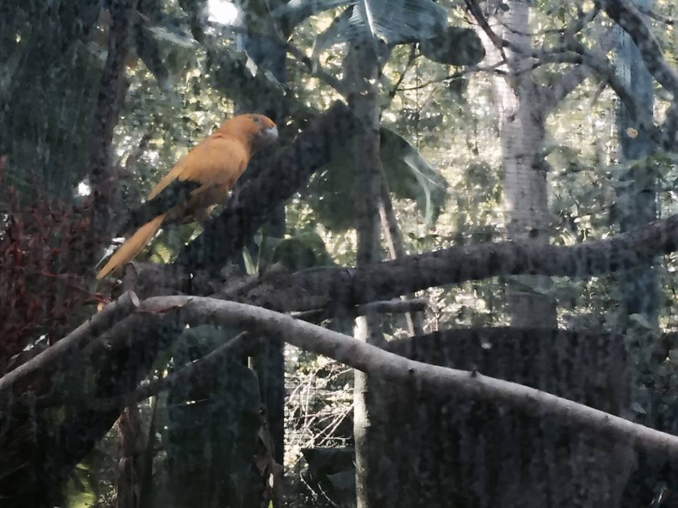 Amazon and Beyond- Tamarin/Toucan/Iguana/Birds