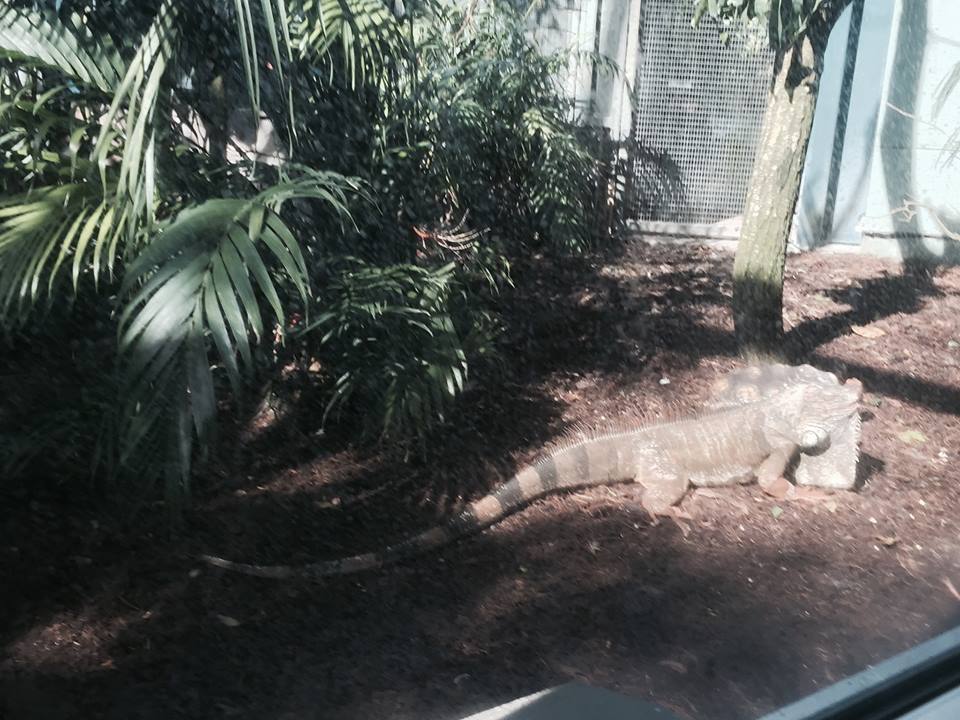 Amazon and Beyond- Tamarin/Toucan/Iguana/Birds