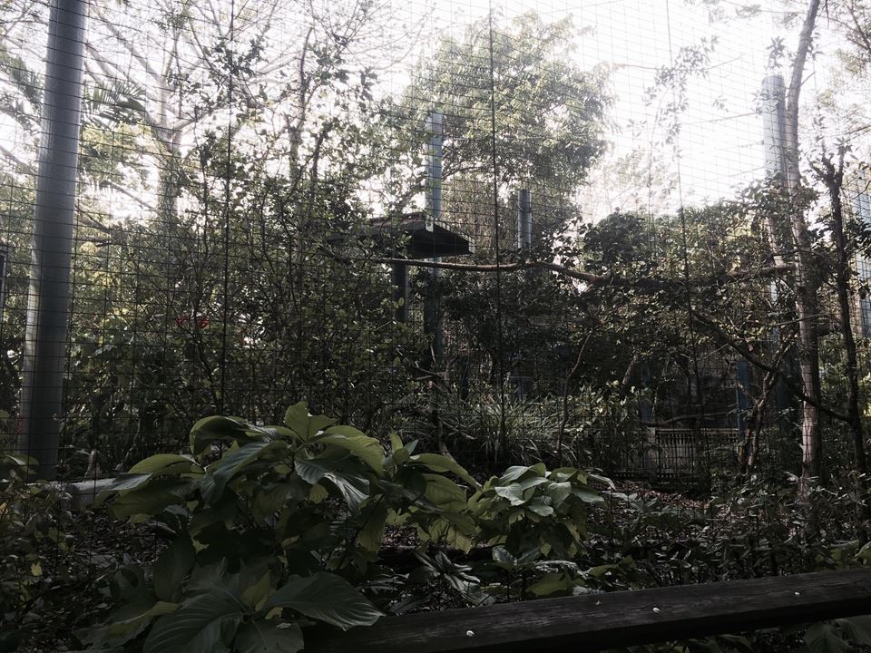 Amazon and Beyond- Tamarin/Toucan/Iguana/Birds