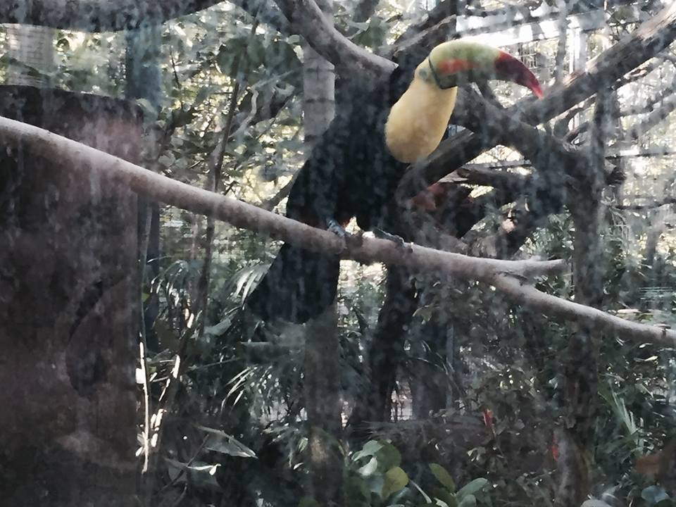 Amazon and Beyond- Tamarin/Toucan/Iguana/Birds