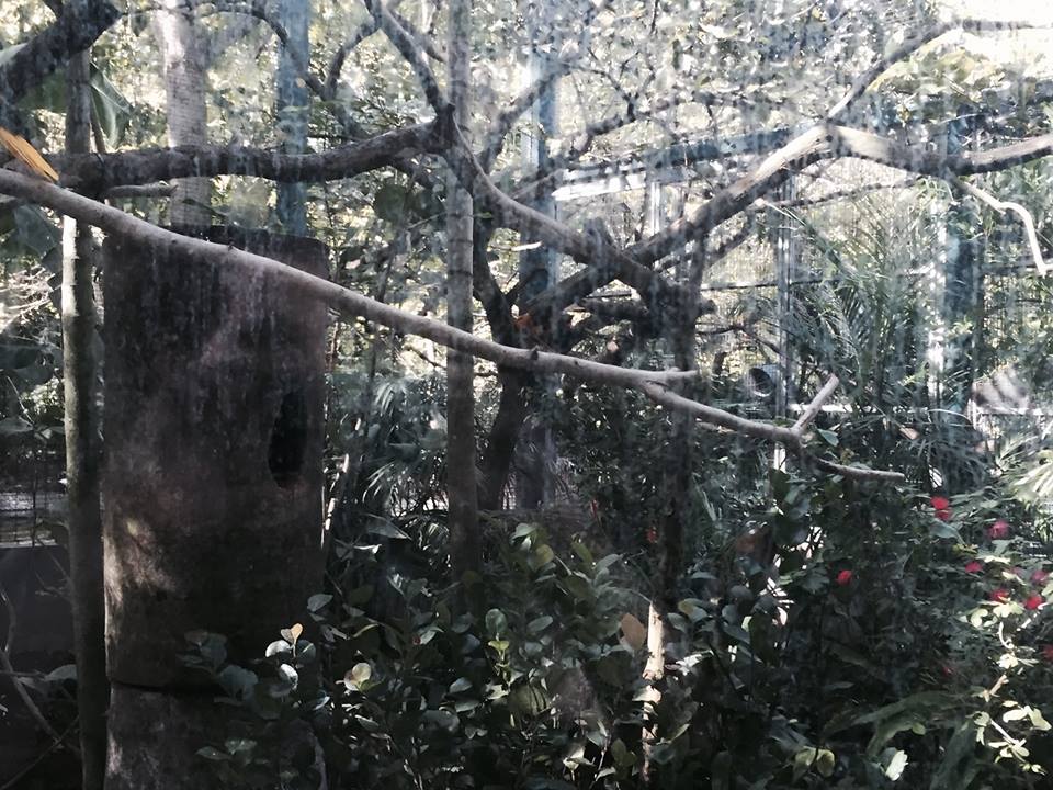 Amazon and Beyond- Tamarin/Toucan/Iguana/Birds