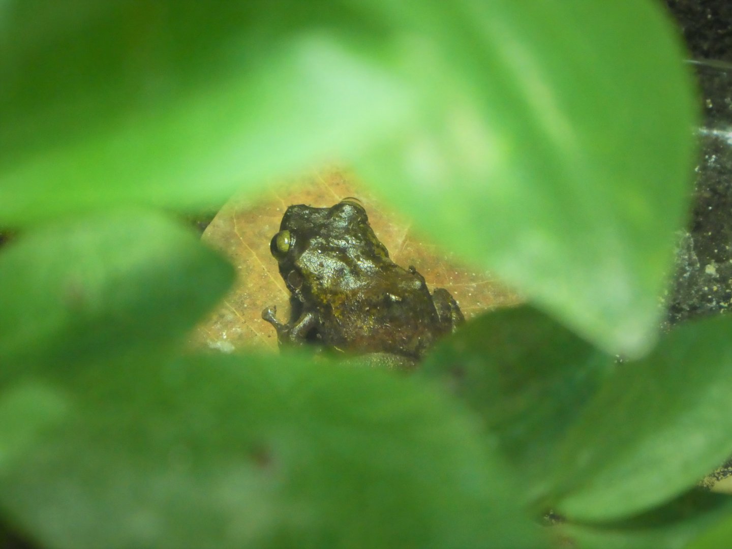 Amazon and Beyond - Village Square - Mona Coqui