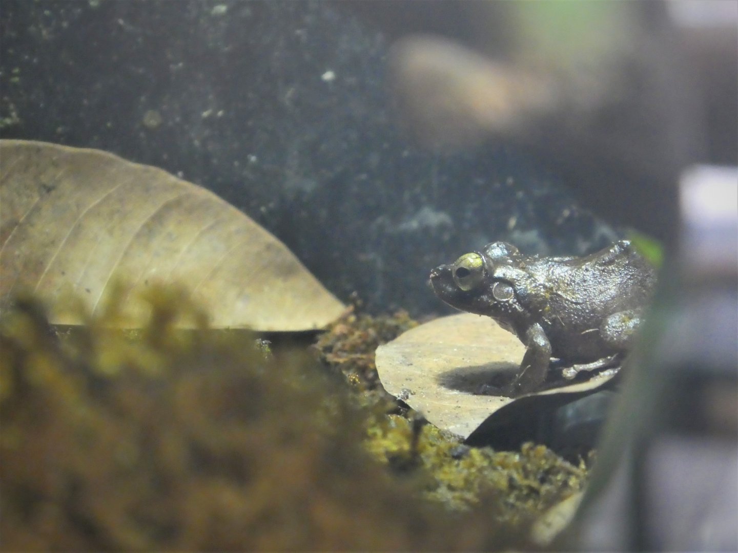 Amazon and Beyond - Village Square - Mona Coqui