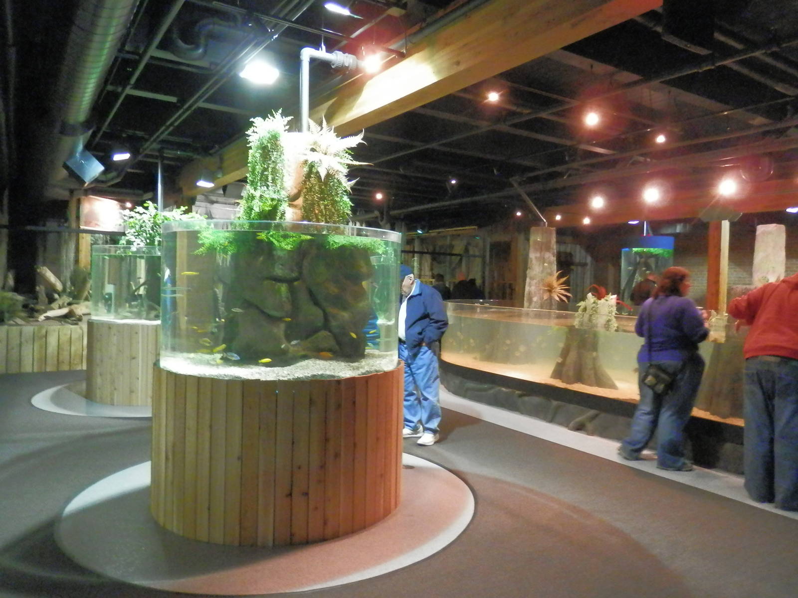 Amazon and Everglades section