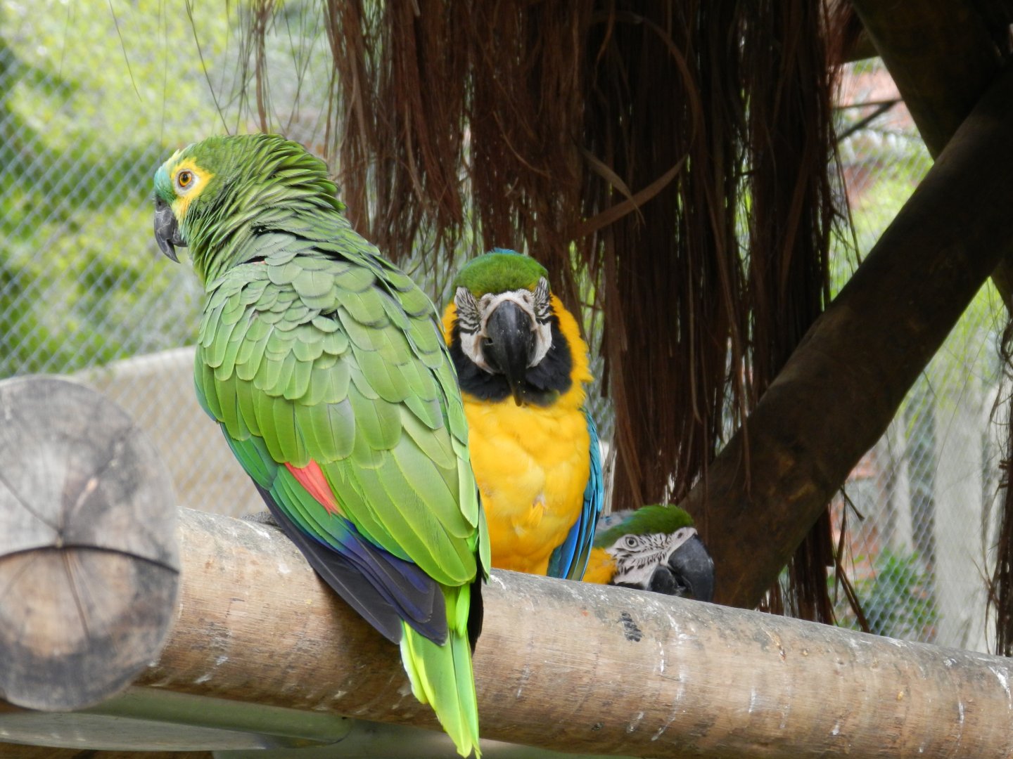 Amazon and macaws - BioParque do Rio