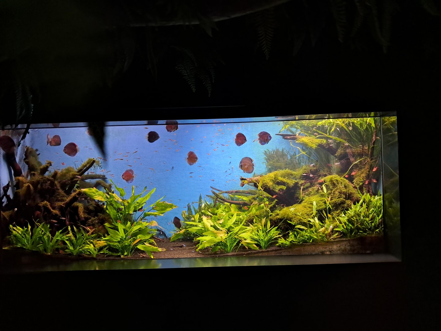 Amazon aquarium