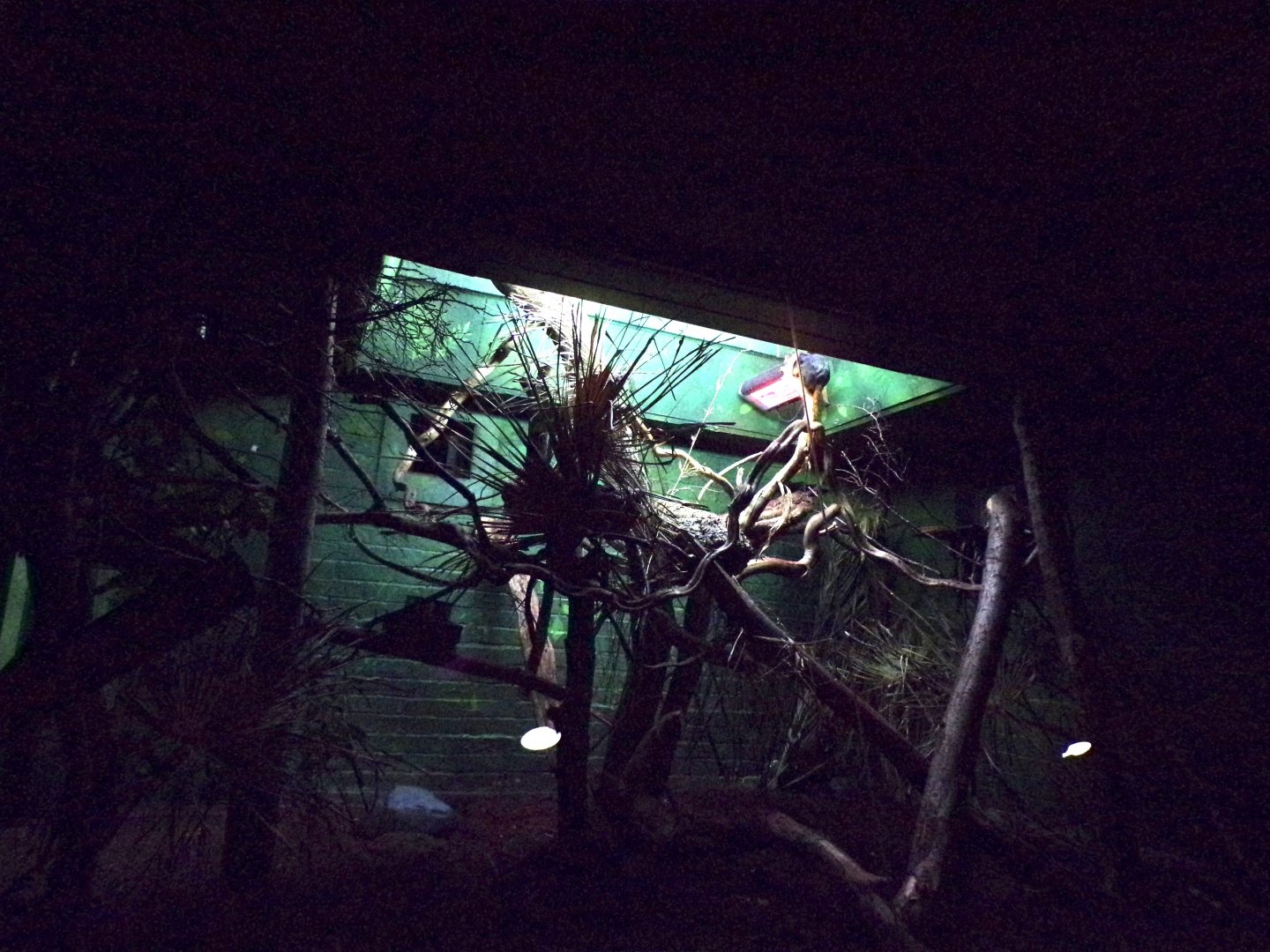 Amazon area- primate indoors 11.2.25