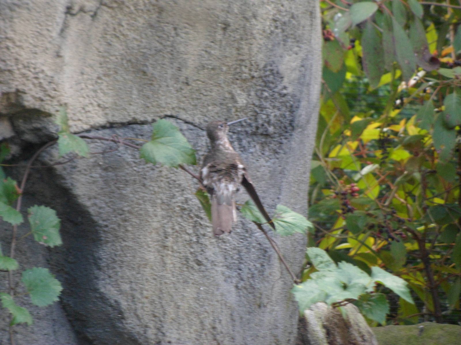Amazon Aviary Giant Humming Bird