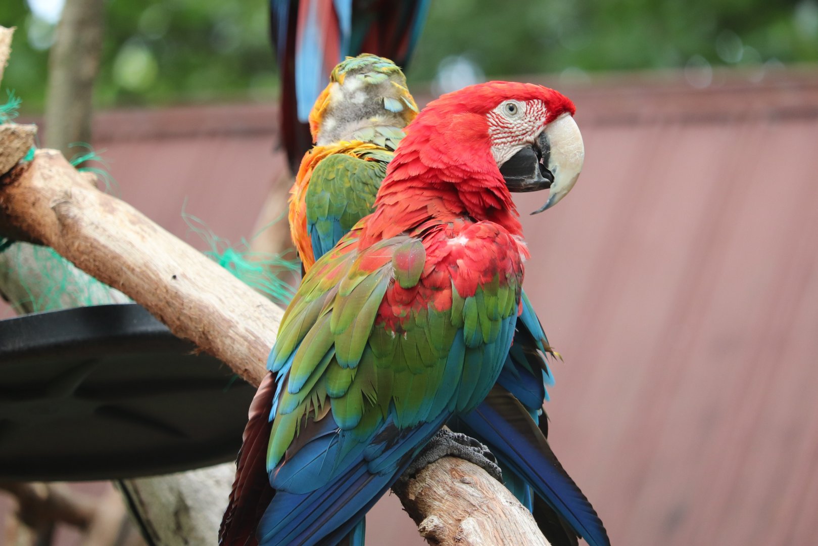 Amazon Aviary - Green-Winged Macaw