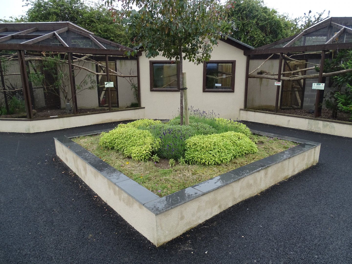 Amazon aviary (left) and Macaw aviary (right), 1st July 2024