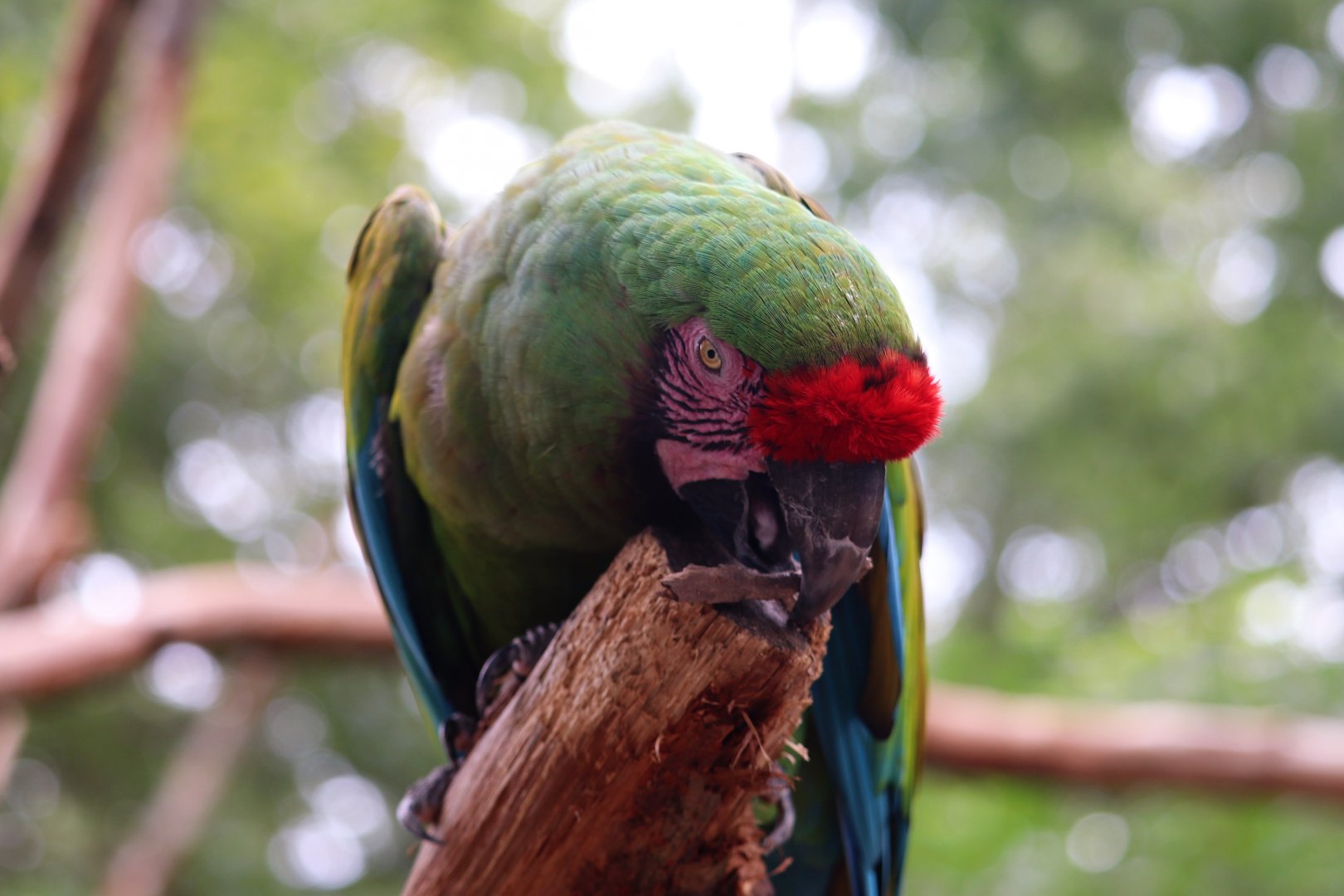 Amazon Aviary - Macaw