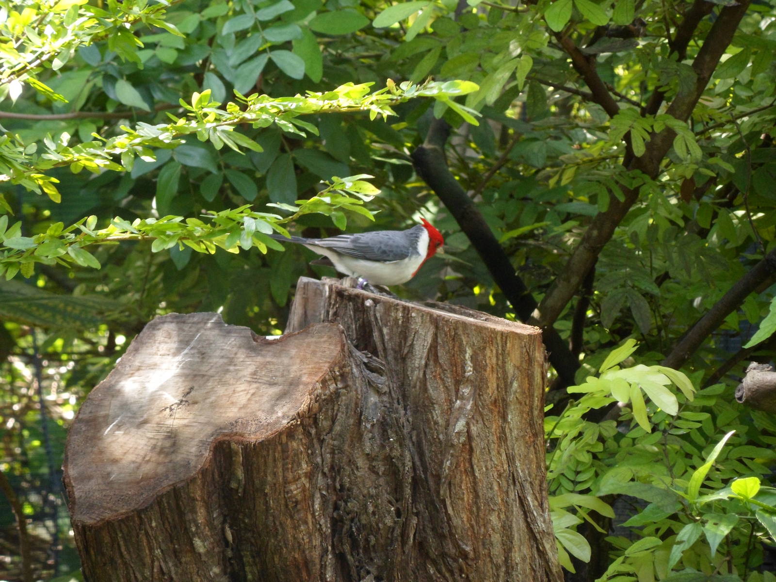 Amazon Aviary Red-Crested Cardinal
