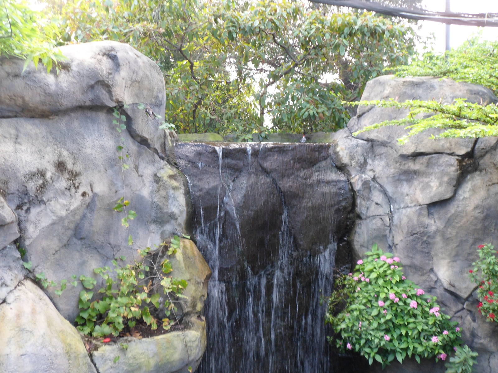 Amazon Aviary Waterfall