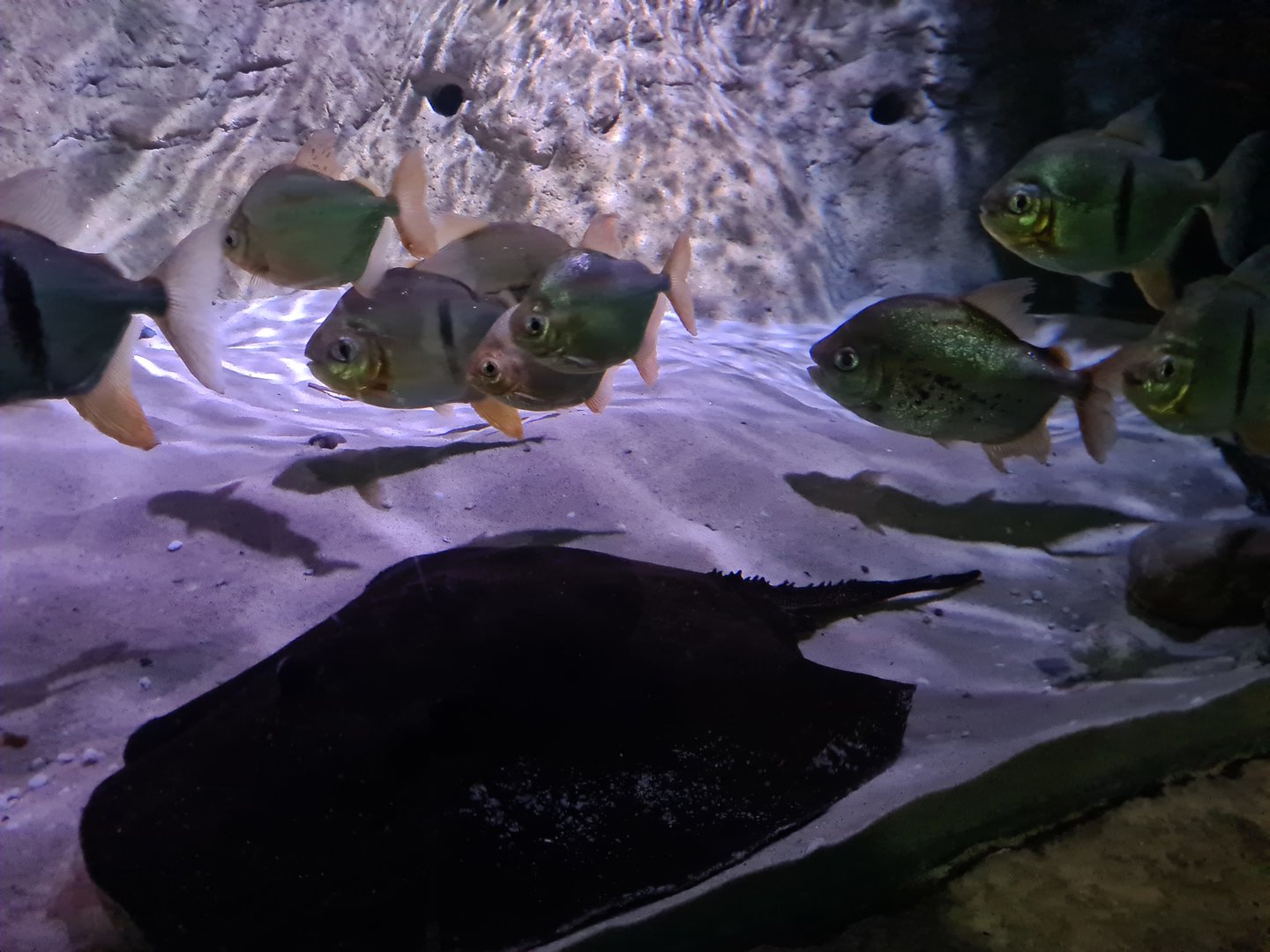 Amazon basin - Black-band myleus, Ocellate river stingray